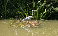 Heron
