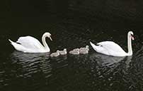 Swan Family