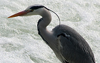Heron - Close Up