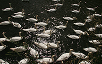 Swans