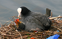 Nesting Coot