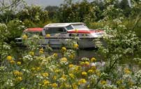 Wild flowers by the River Thames
