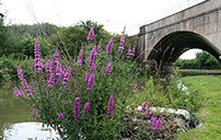 Purple Loosestrife