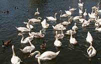 Swans