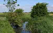 Infant Thames near Cricklade